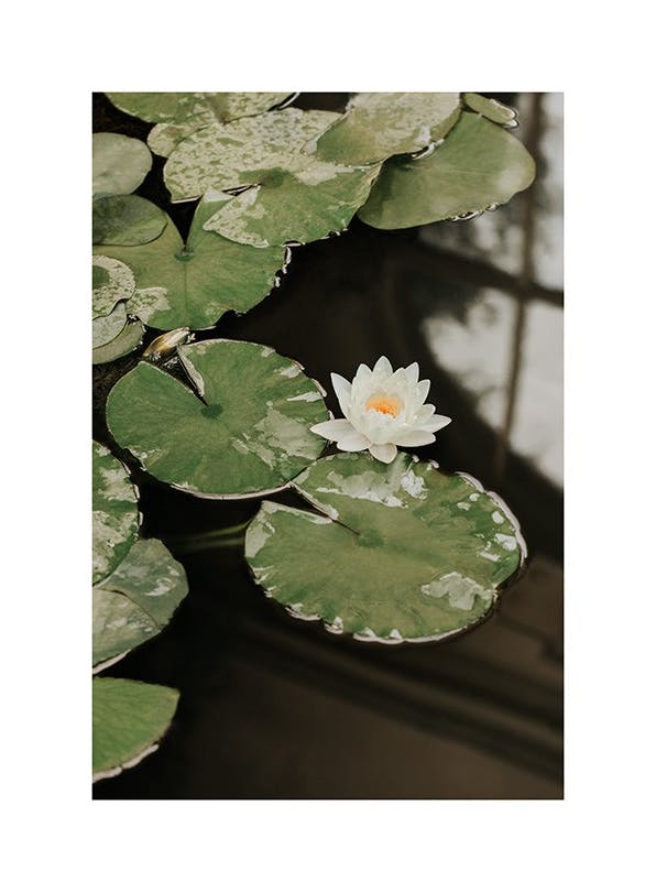 Water Lily Affiche (21x30 cm) - Tableaux de plantes
