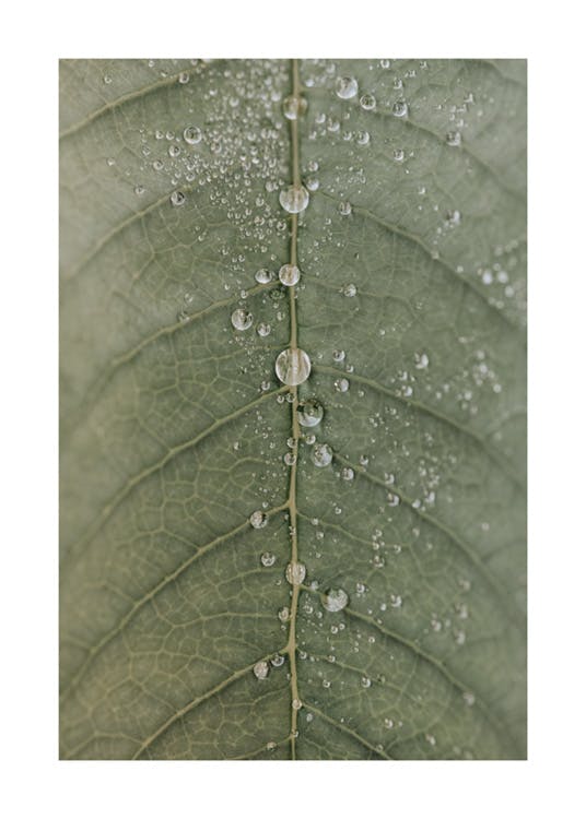 Dripping Leaf Plakat 0