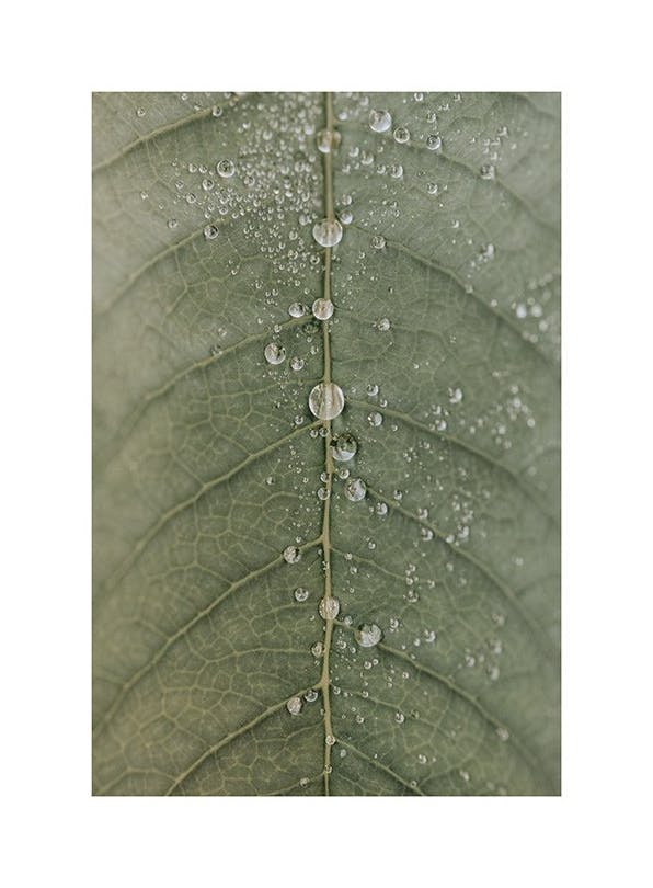 Dripping Leaf Affiche (30x40 cm) - Tableaux de plantes