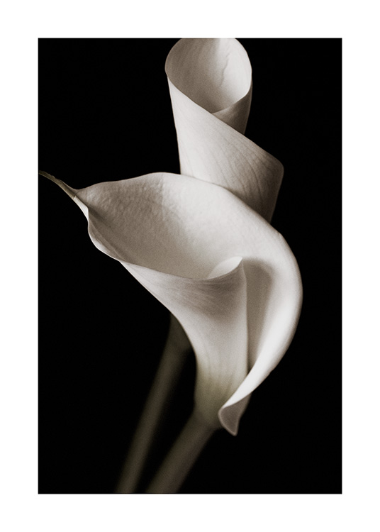 Close-Up of a Calla Lily Canvas Picture Poster Art 