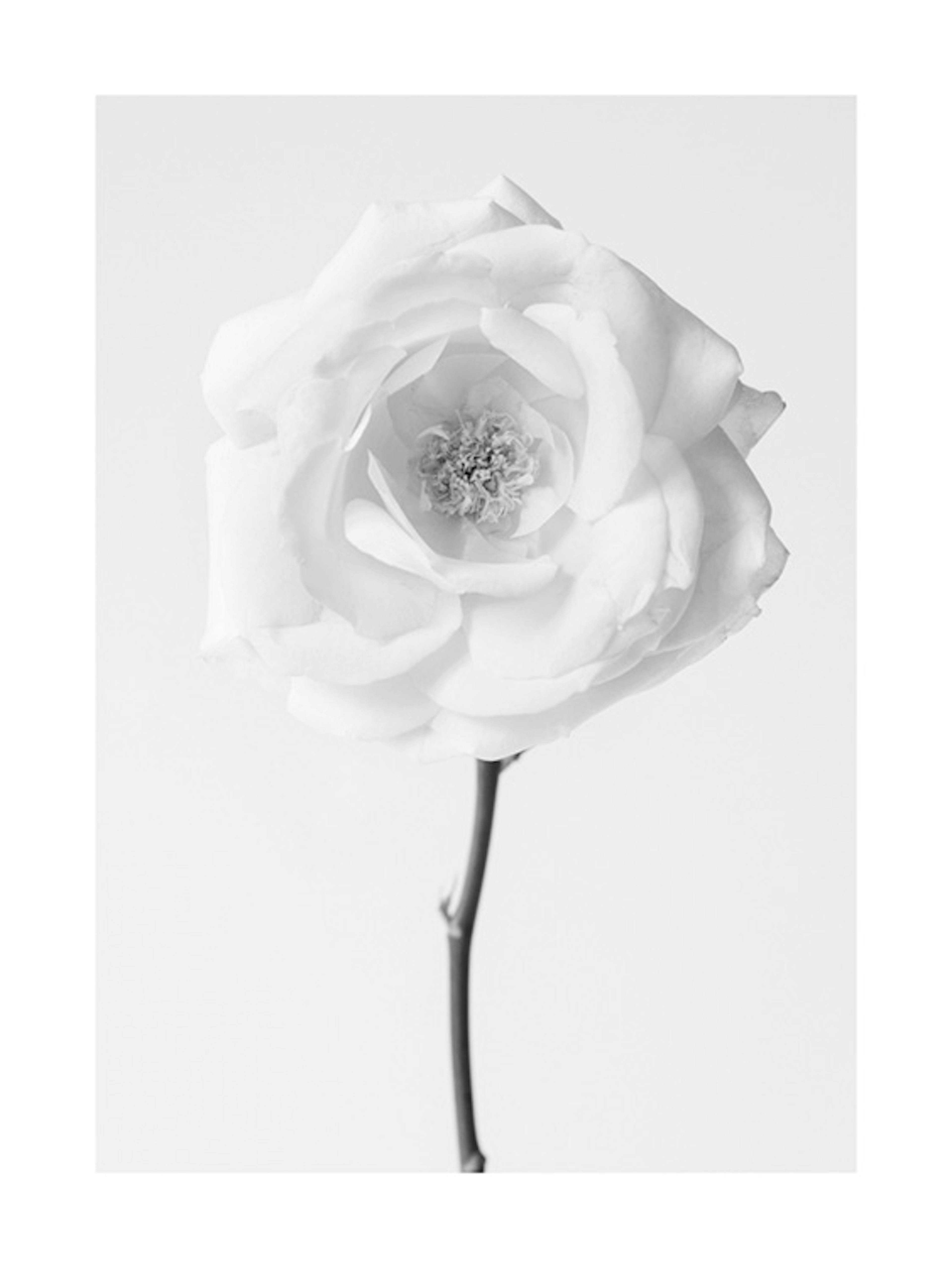 Still Life Rose No1 Poster 0