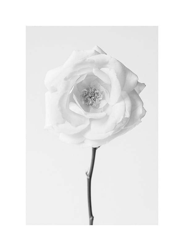 Prints - Still Life Rose No1 Print (30x40 cm) - Botanical prints