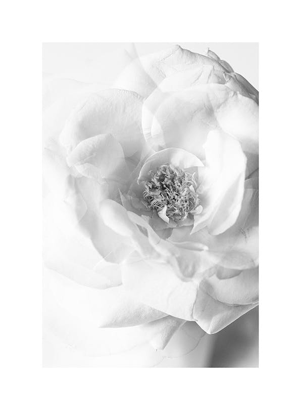 Prints - Still Life Rose No2 Print (21x30 cm) - Botanical prints