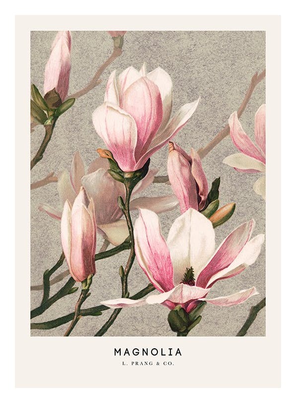 L. Prang & Co. - Magnolia Poster (21x30 cm) - Schilderijen van beroemde schilders