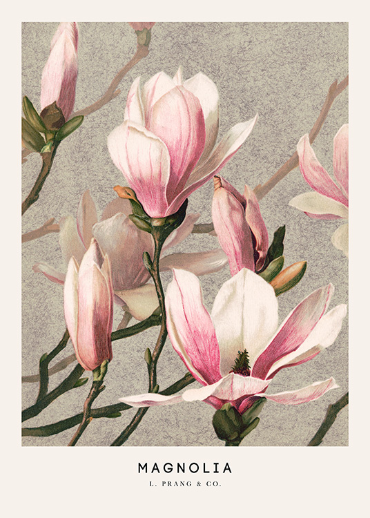 L. Prang & Co. - Magnolia Poster - Fiore di magnolia rosa 