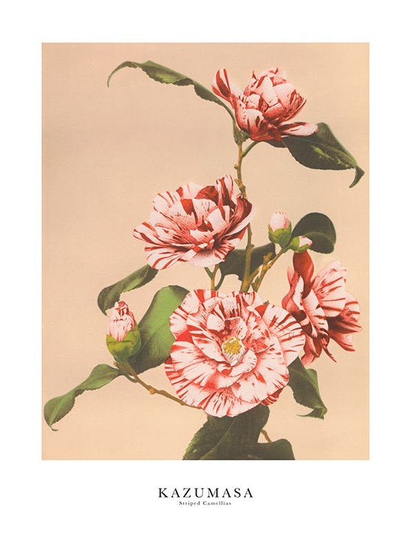 Prints - Ogawa Kazumasa - Striped Camellias Print (21x30 cm) - Paintings by famous painters