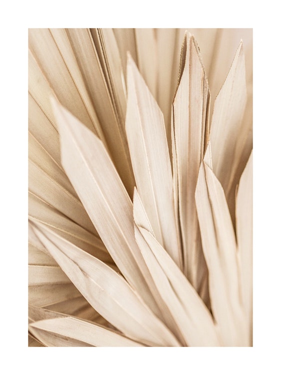 Dried Palm Leaves Affiche 0