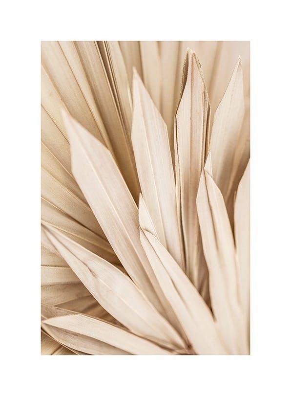 Dried Palm Leaves Plakat (50x50 cm)- Plakaty z palmami