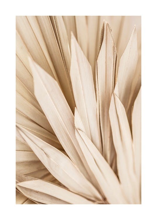 Dried Palm Leaves Plakat 0