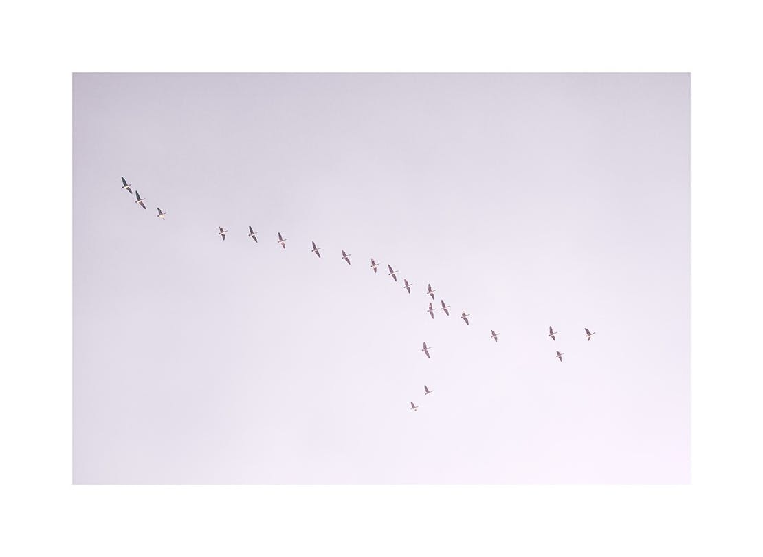 Birds in Purple Sky Plakat (30x40 cm)-Plakaty