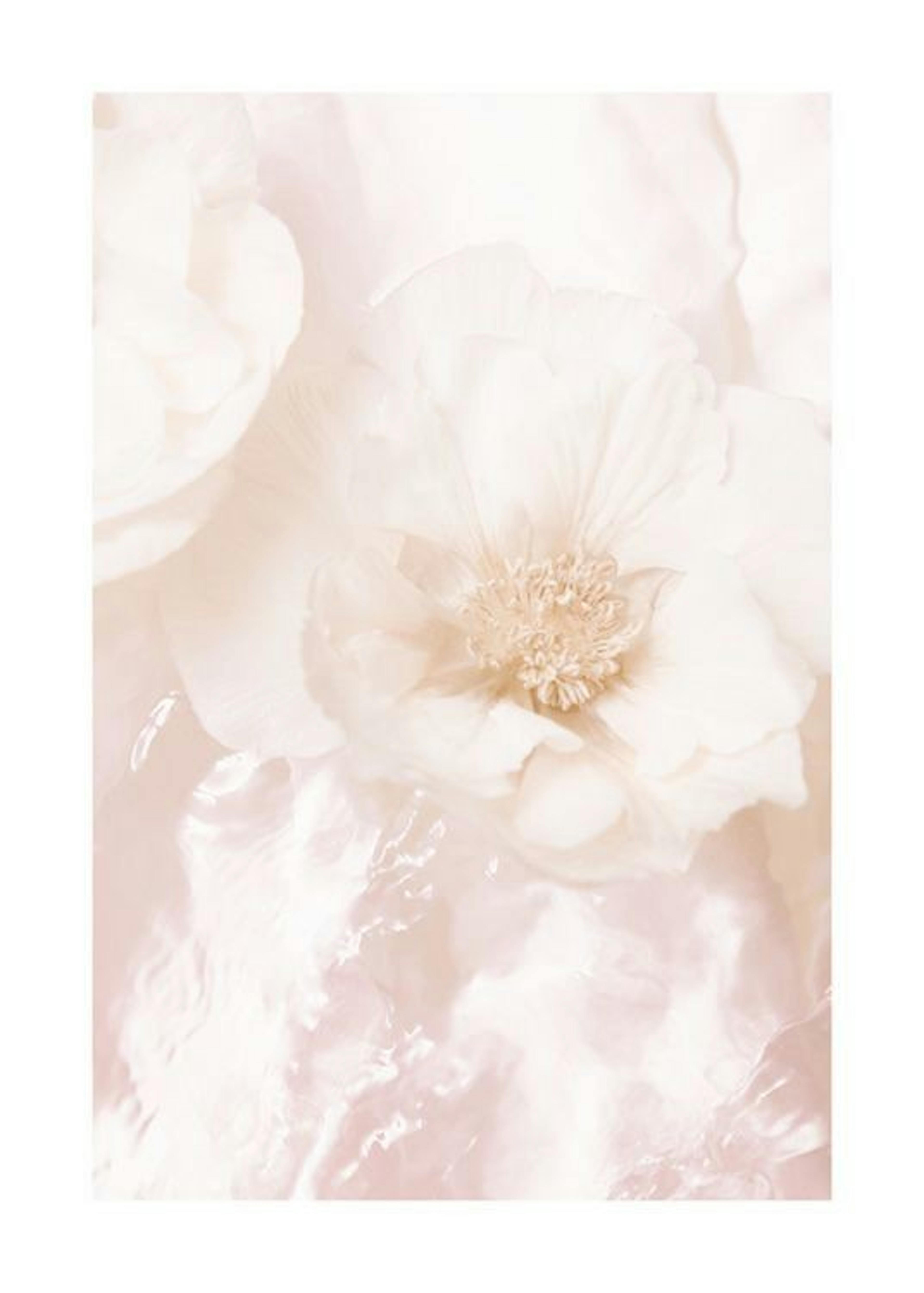 Faded Roses Juliste 0