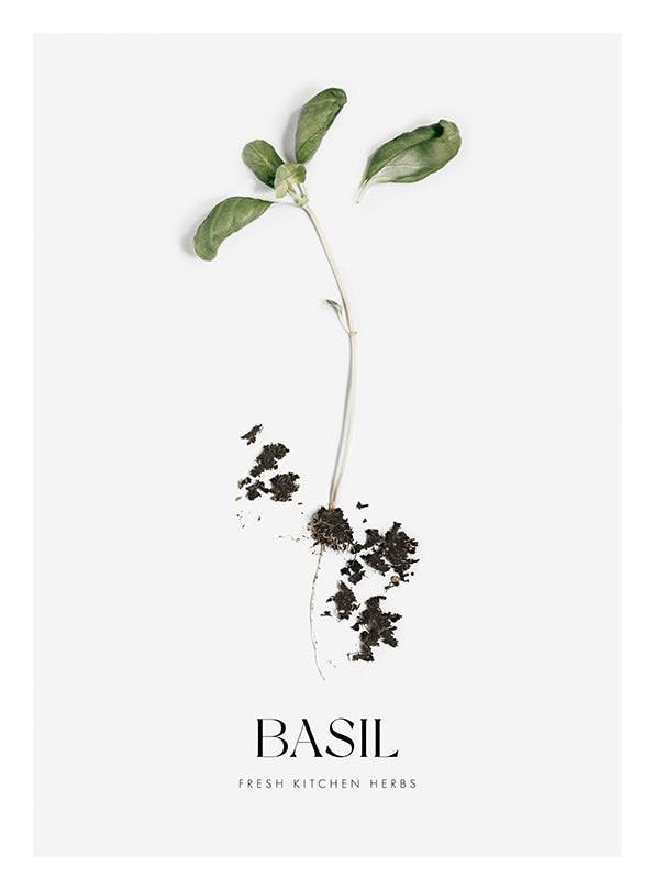 Basil (21x30 cm)