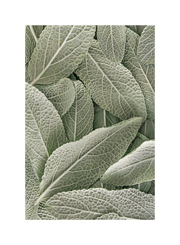 Sage Poster (50x70 cm)- Cibo