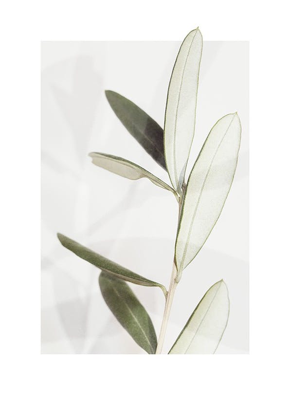Olive Plakat (21x30 cm)-Plakaty