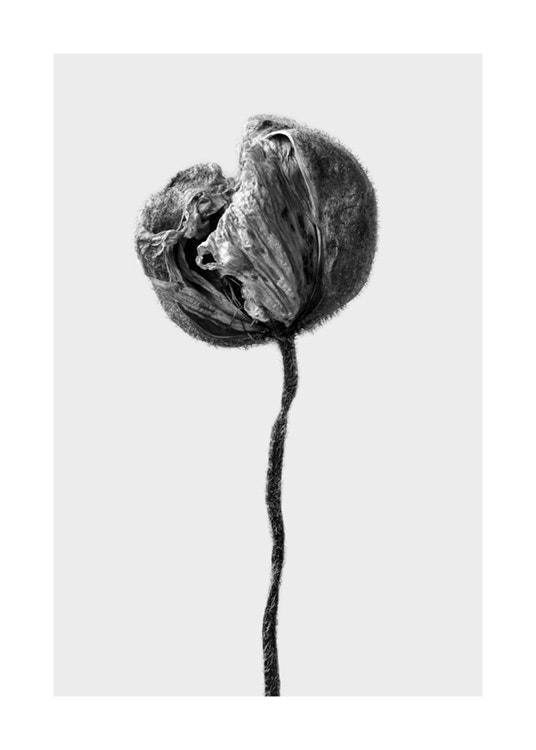 Dried Poppy Flower Plakát 0