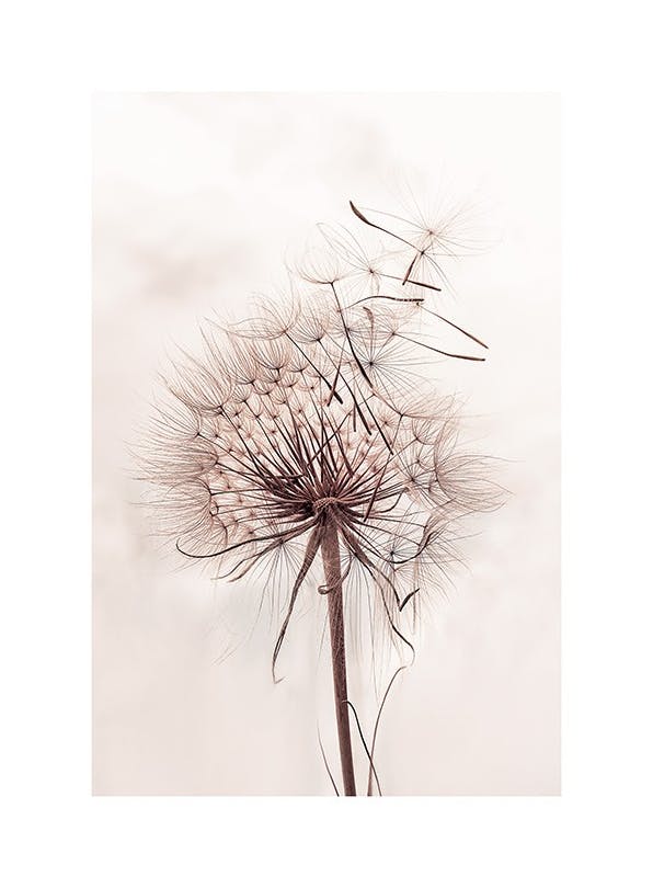 Delicate Dandelion Poster (30x40 cm)