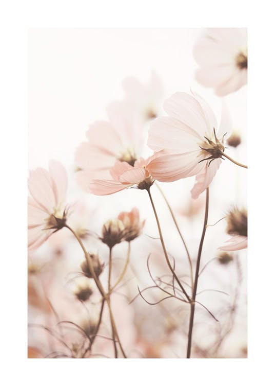Pink Cosmos Flowers Affiche 0