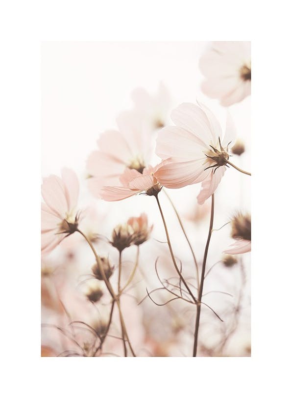 Pink Cosmos Flowers Affiche (21x30 cm) - Tableaux de fleurs