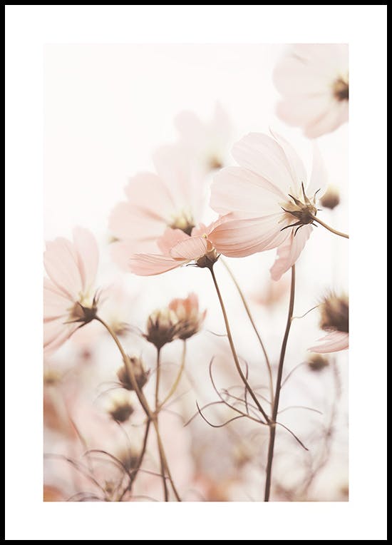 Pink Cosmos Flowers Poster