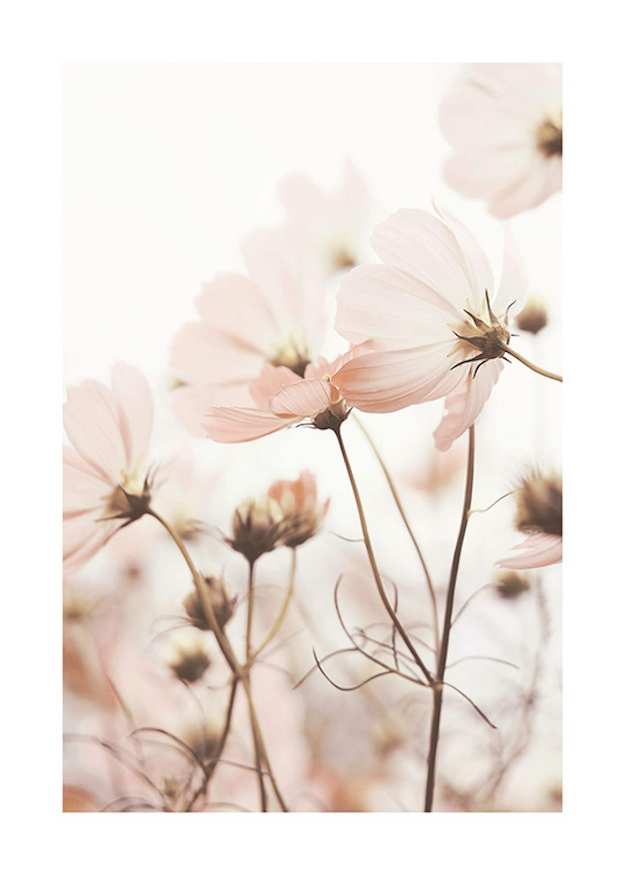 Purple Cosmos Flower Poster