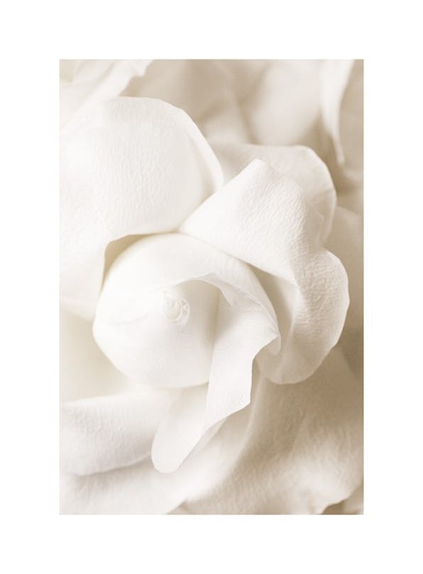 Rose Flower Bud Poster (30x40 cm) - Bloemen