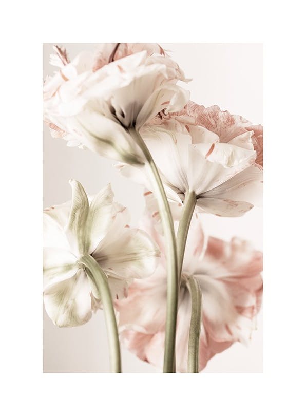 Pink Bloom Affiche (21x30 cm)  Tableaux floraux