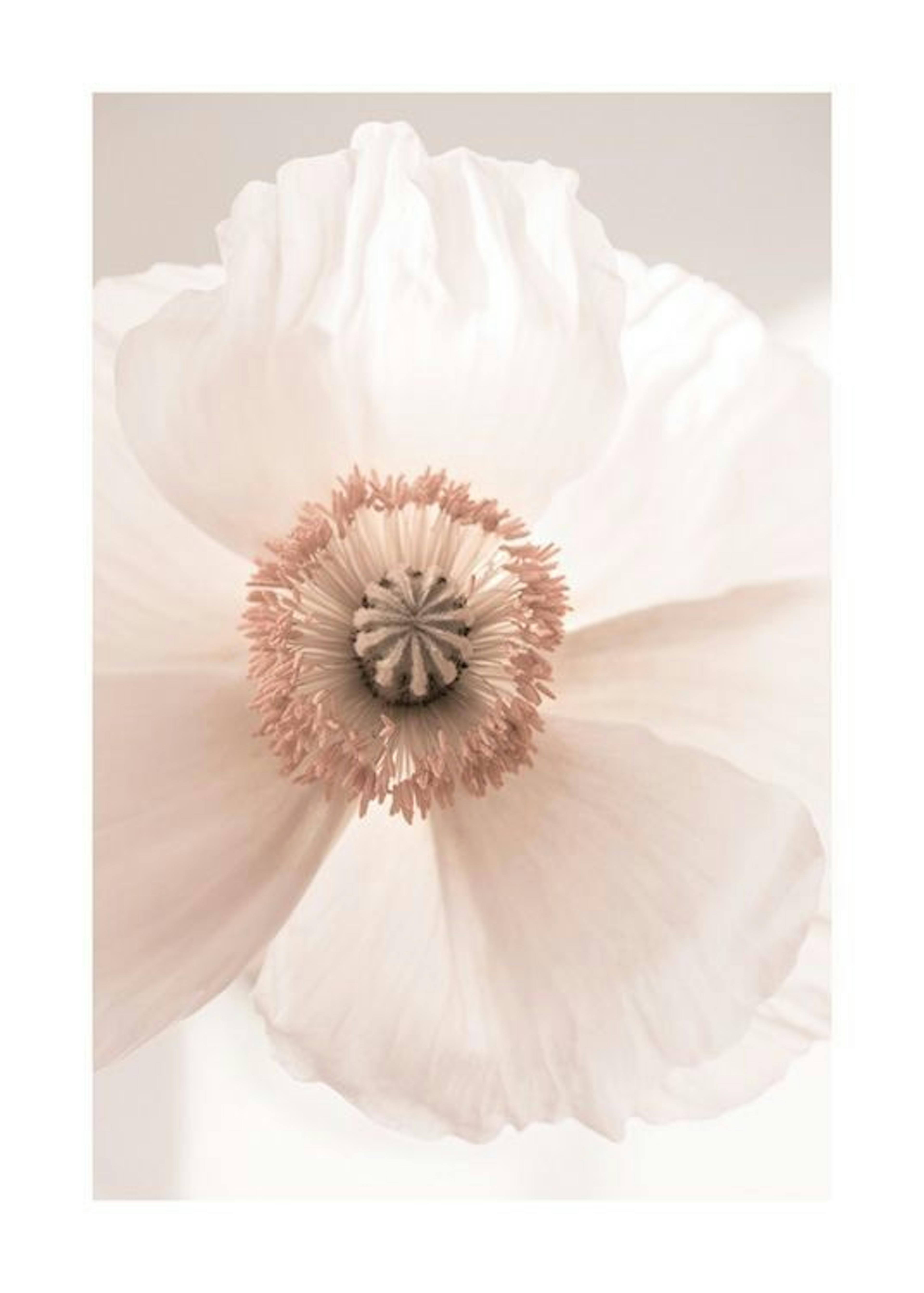 Blush Bloom Juliste 0