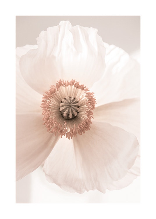 Blush Bloom Poster 0