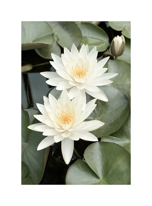 Prints - White Lotus Flowers Print (50x70 cm) - Floral prints