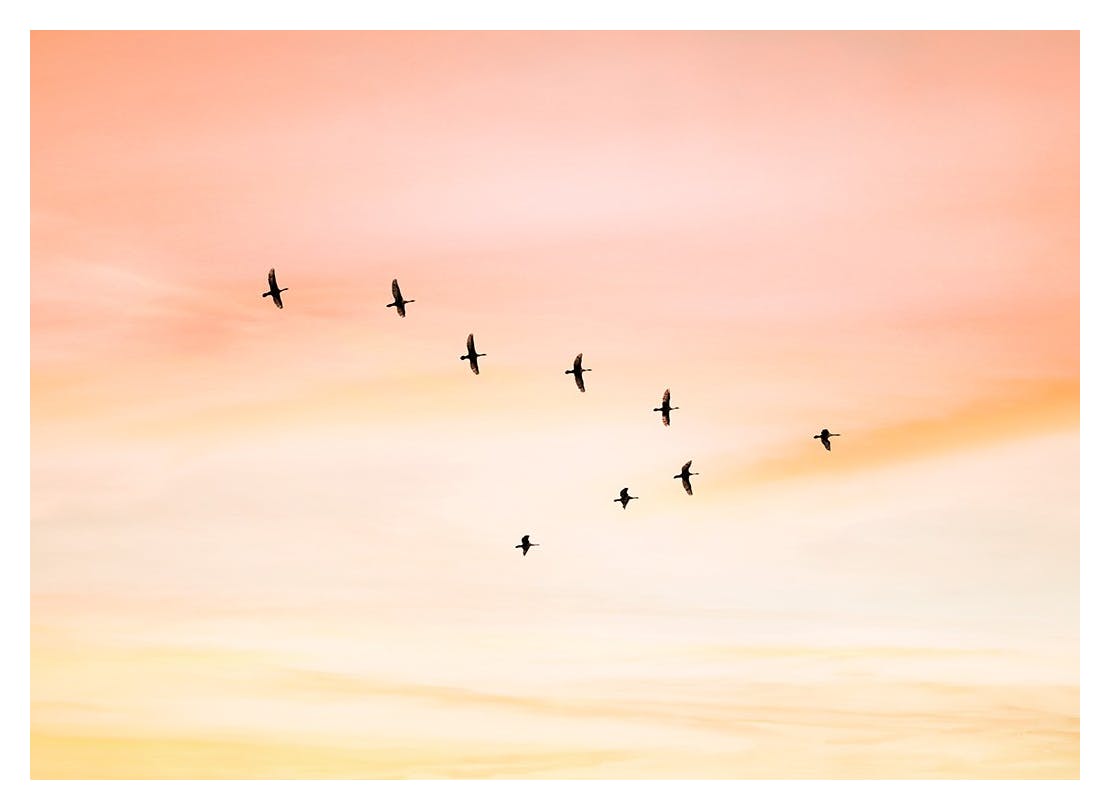 Sunset Birds Poster (50x70 cm)-Poster