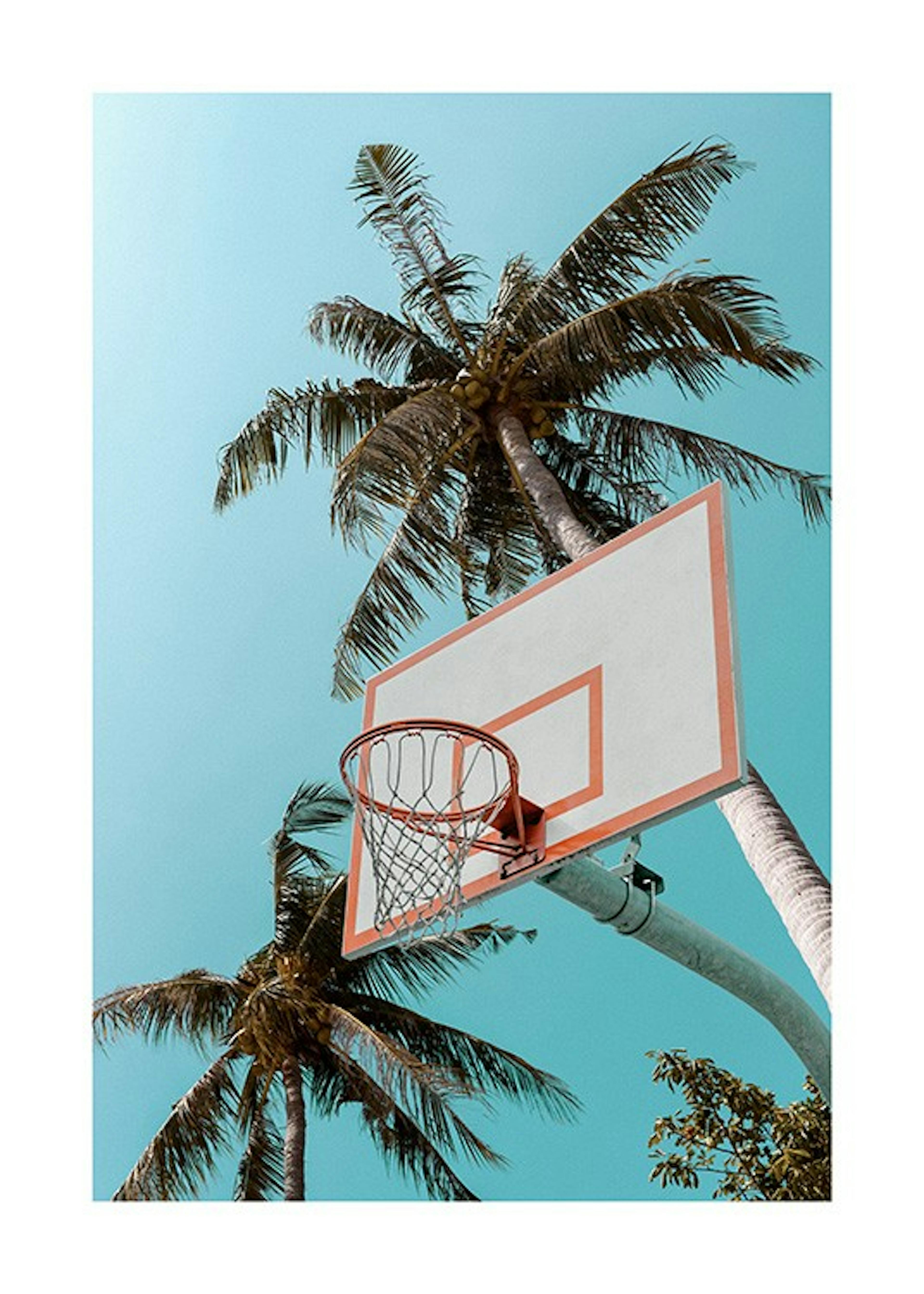 Basketball Palms Plakát 0