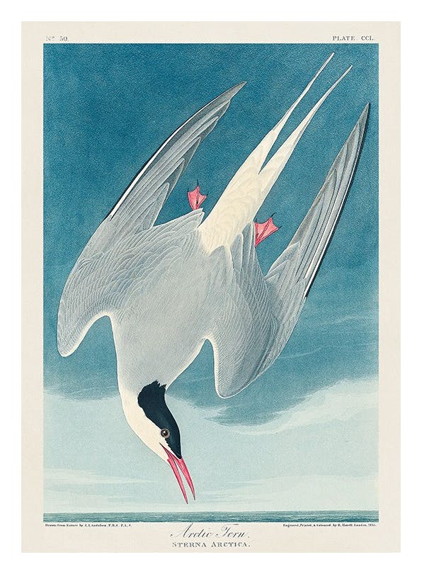 Audubon - Arctic Tern from Birds of America Poster (50x70 cm)- Dipinti di pittori famosi