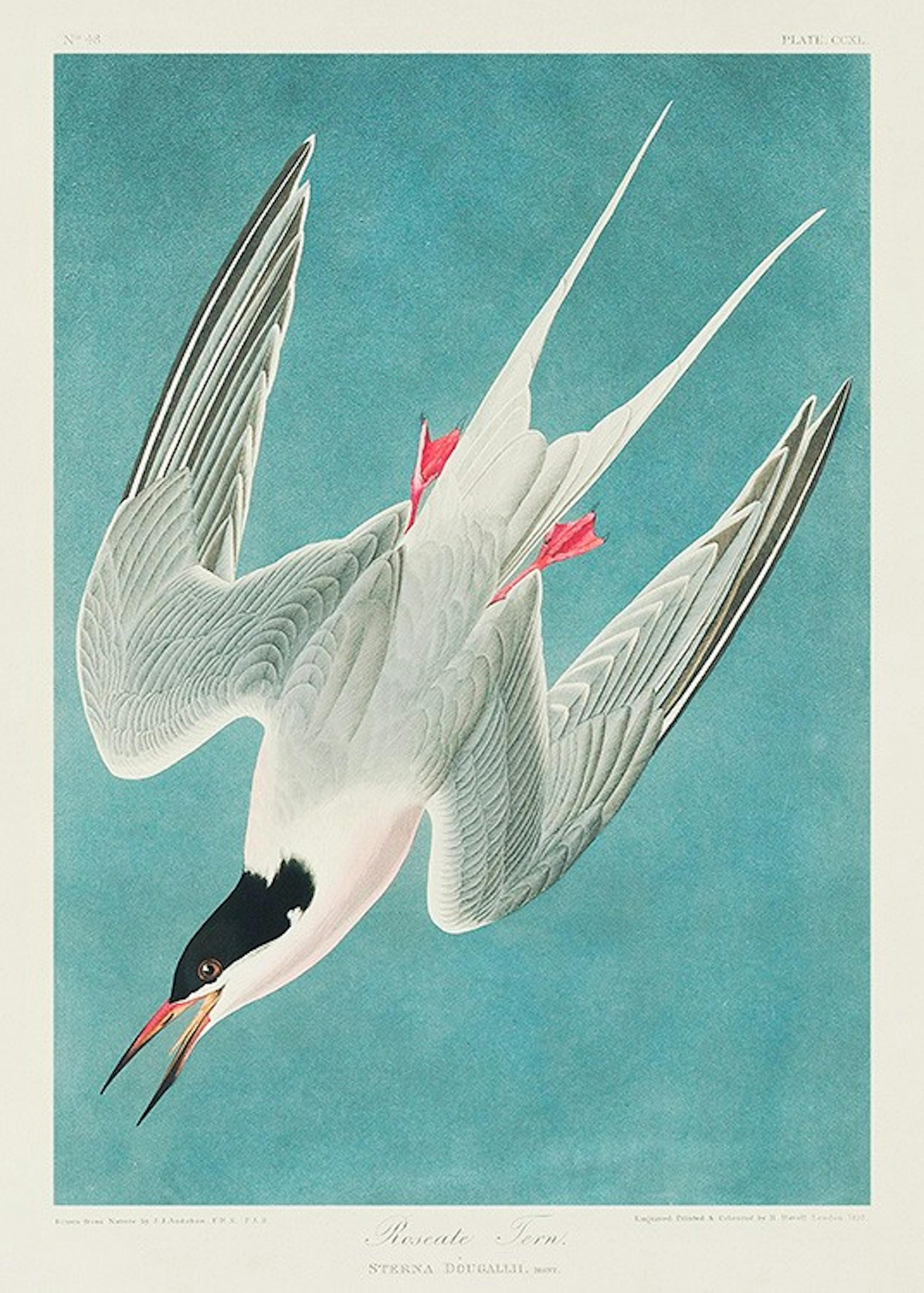 Audubon - Roseate Tern from Birds of America Affiche 0