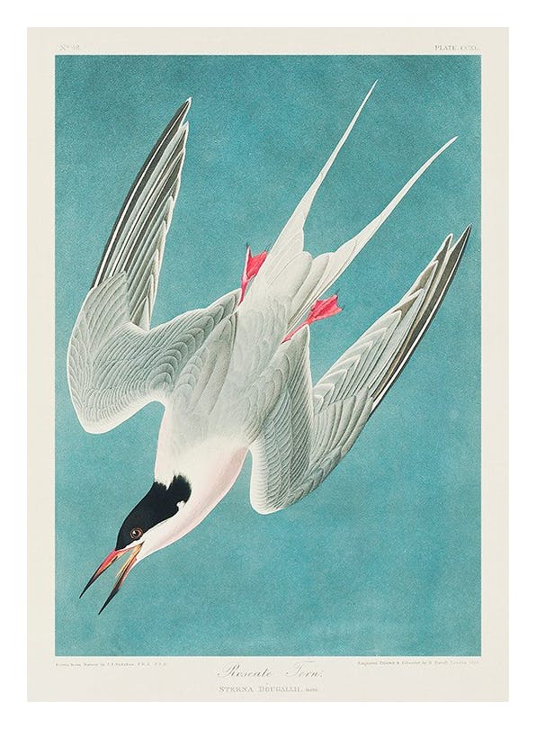 Audubon - Roseate Tern from Birds of America Poster (21x30 cm)