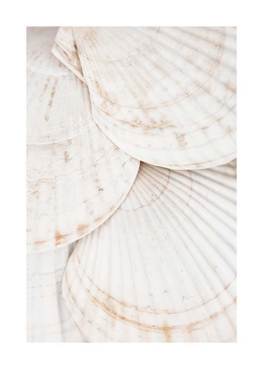 Seashells Plakat 0
