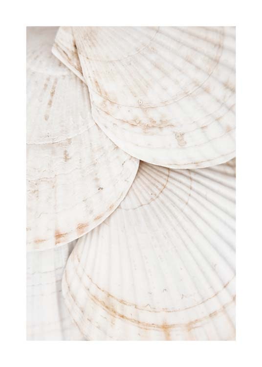 Seashells Plakat 0