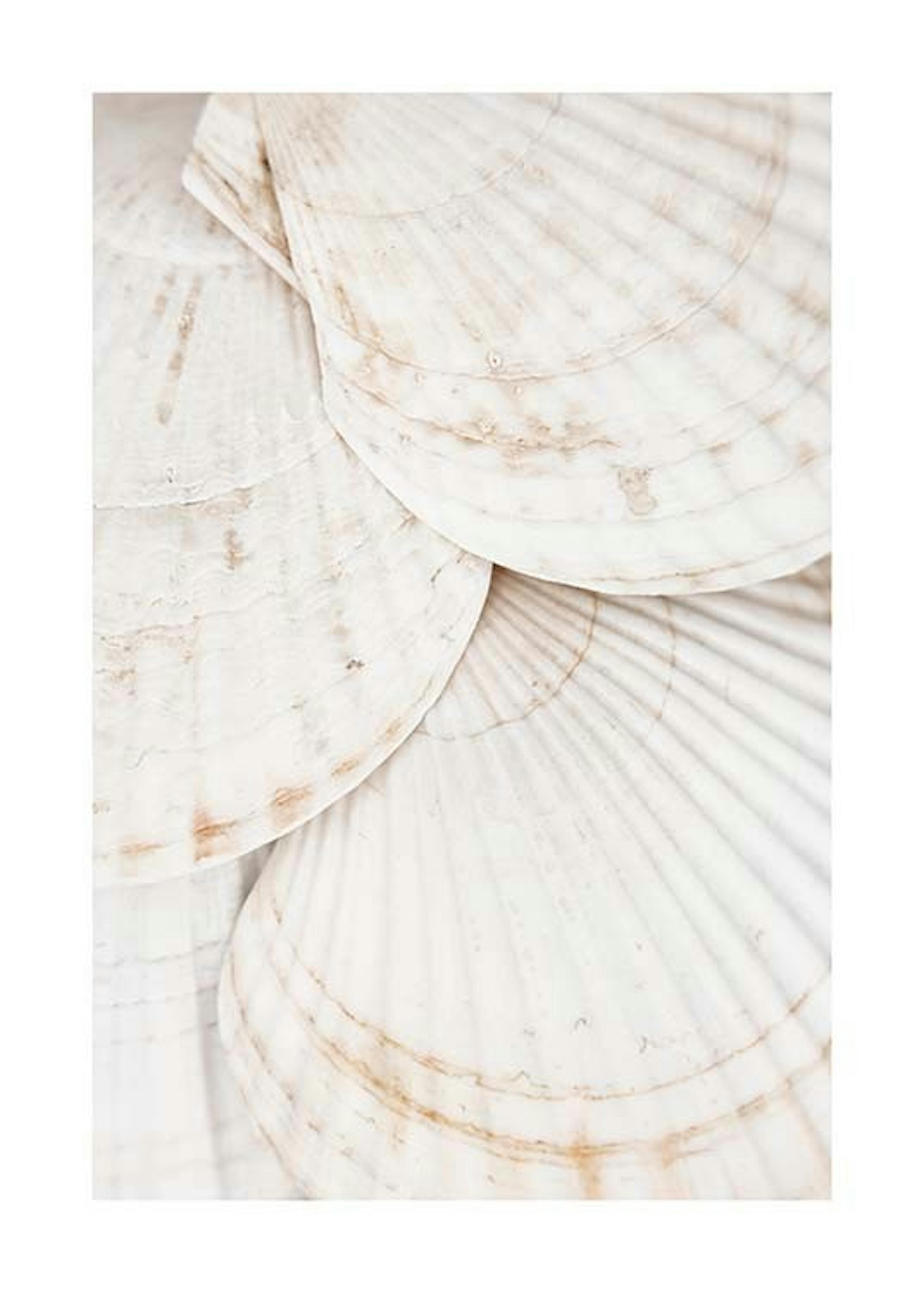 Seashells 포스터 0
