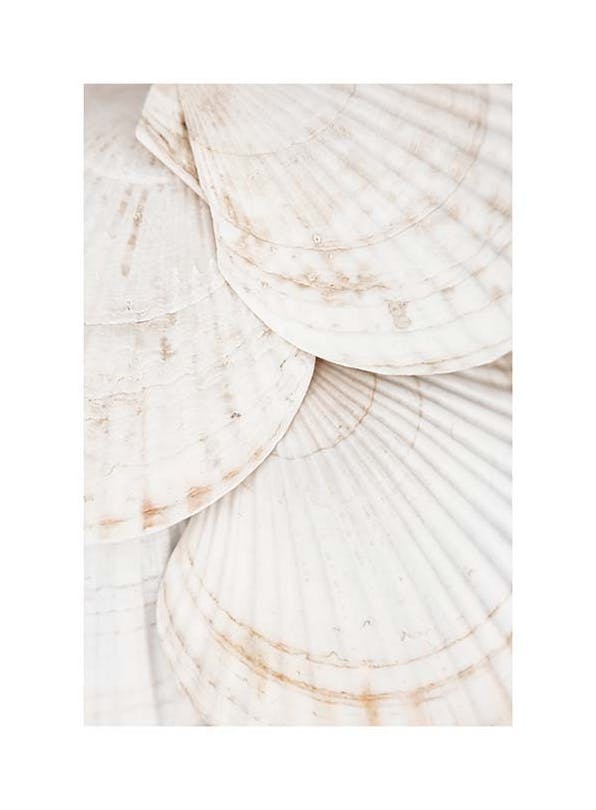 Seashells Poster (21x30 cm)