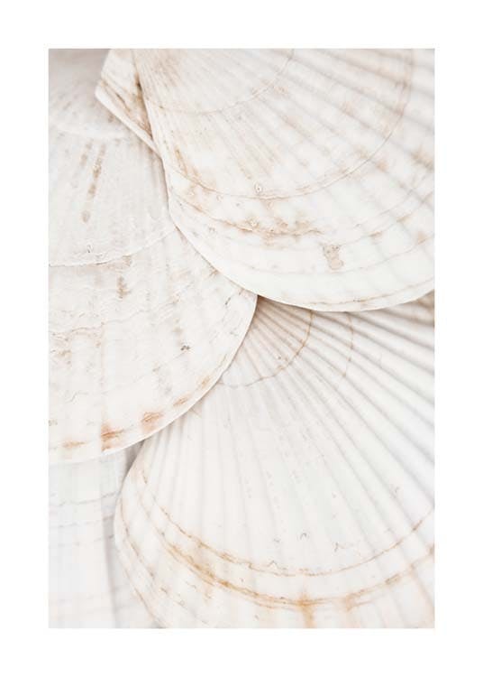 Seashells Poster 0