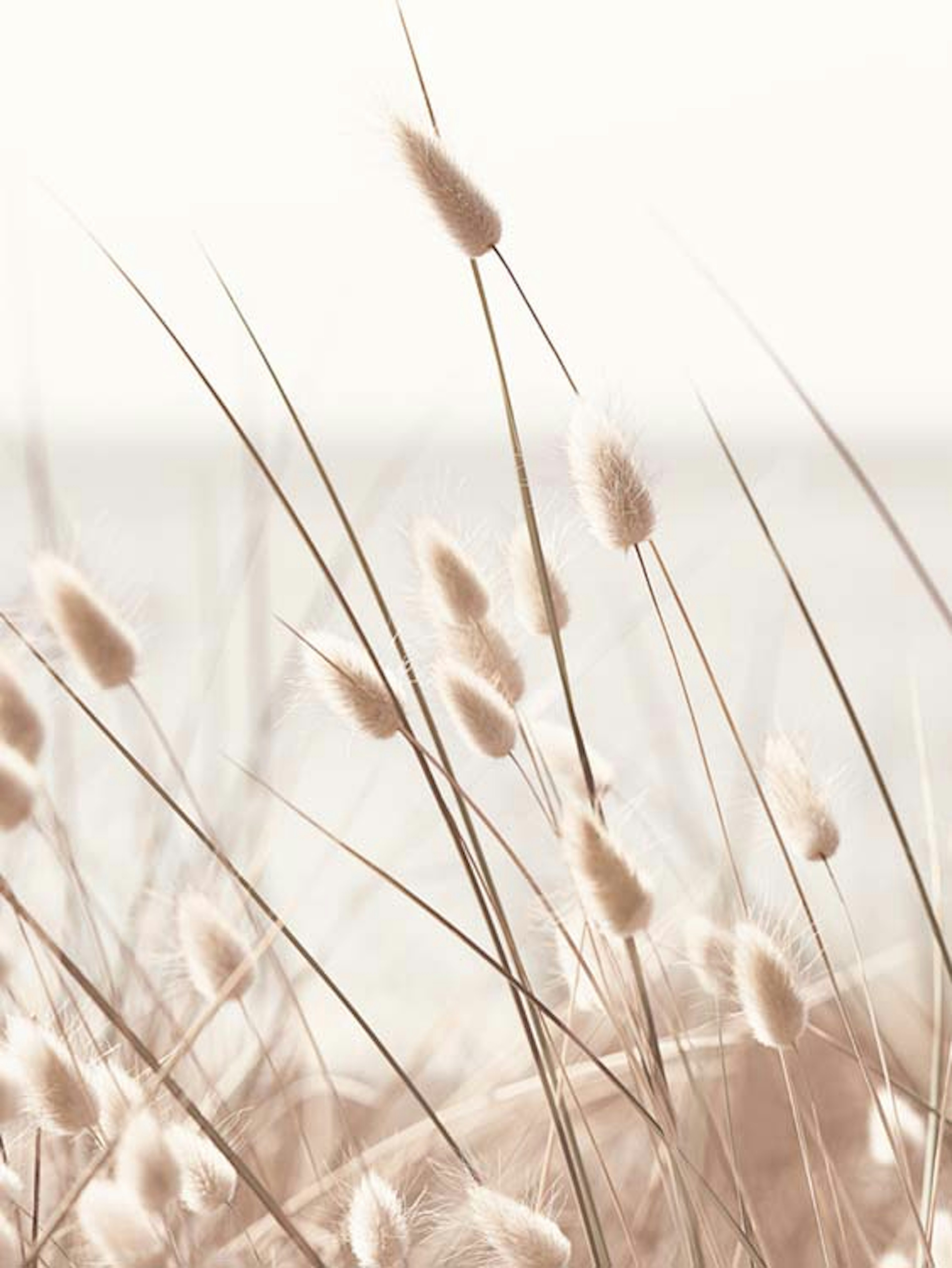 Beige Grass by the Sea Poster 0
