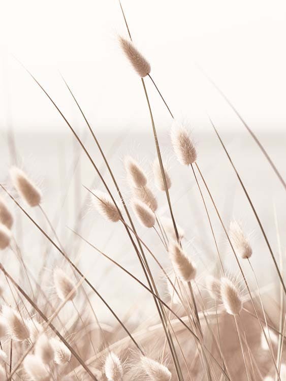 Beige Grass by the Sea Poster 0