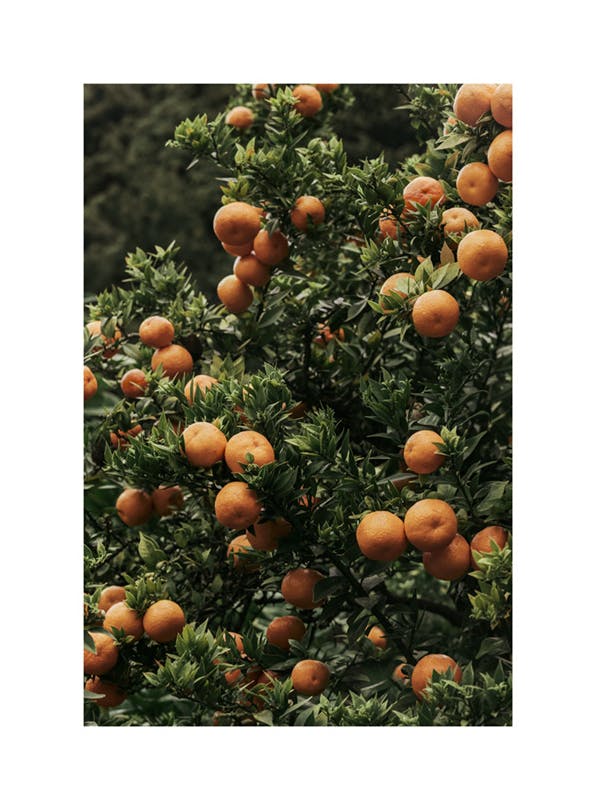 Ripe Oranges Plakat (50x70 cm)- Rośliny zielone