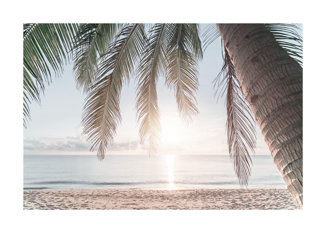 palm tree beach sunset