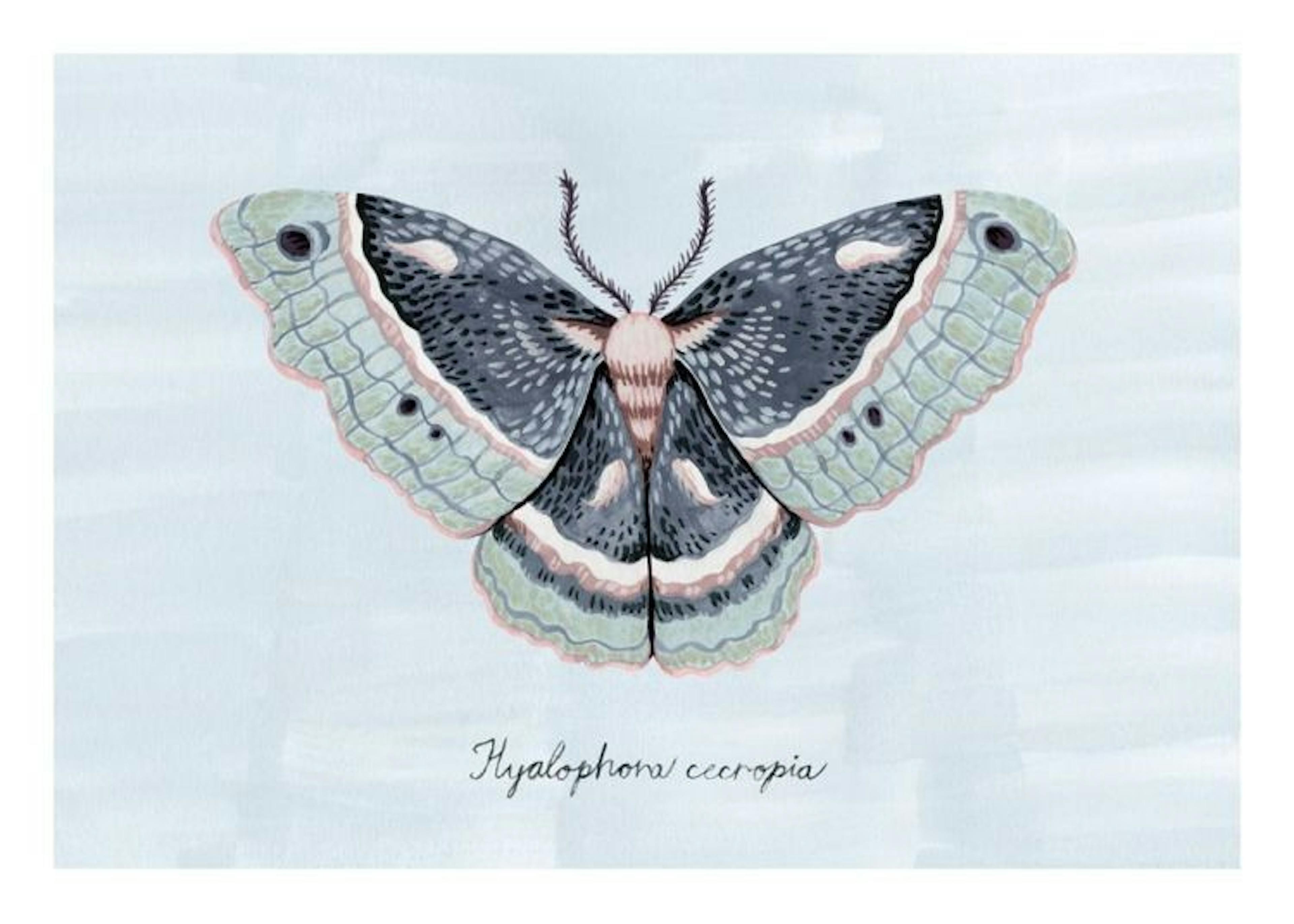 Painted Moth Poster 0