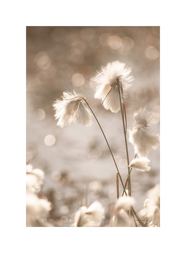 Cotton Grass Poster (21x30 cm) - Bloemen