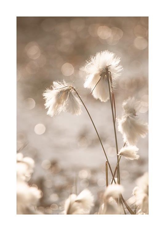 Delicate Dry Flowers Poster - Small beige flowers 