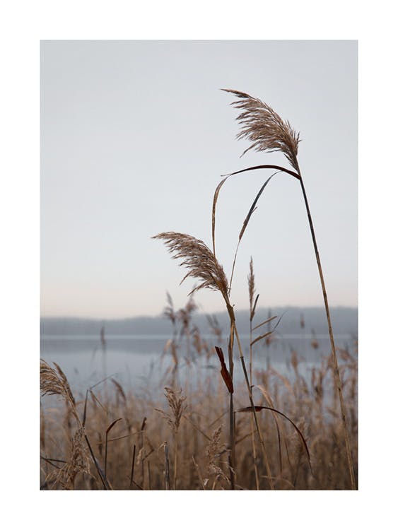 Reeds by the Lake Poster 0