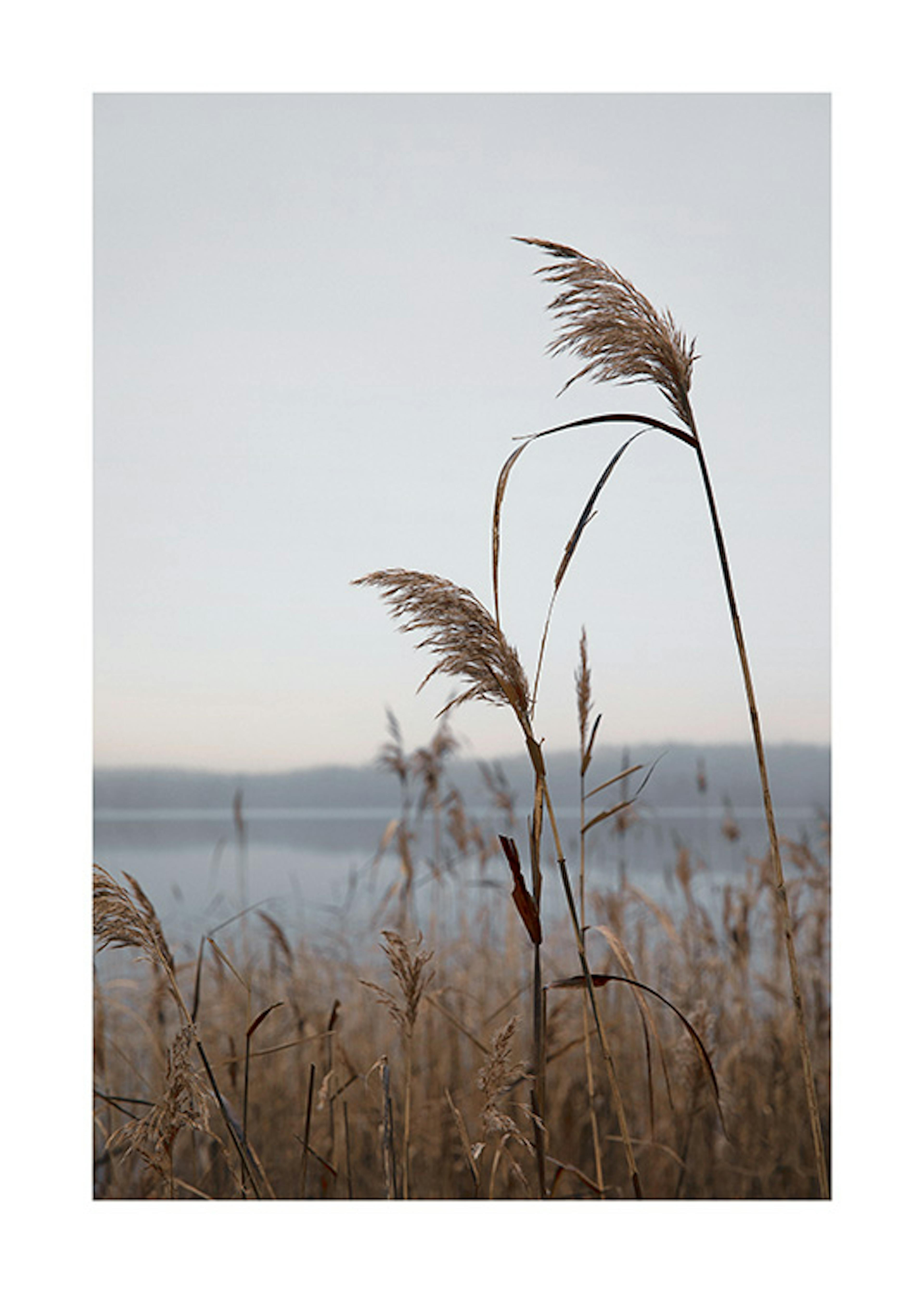Reeds by the Lake Print