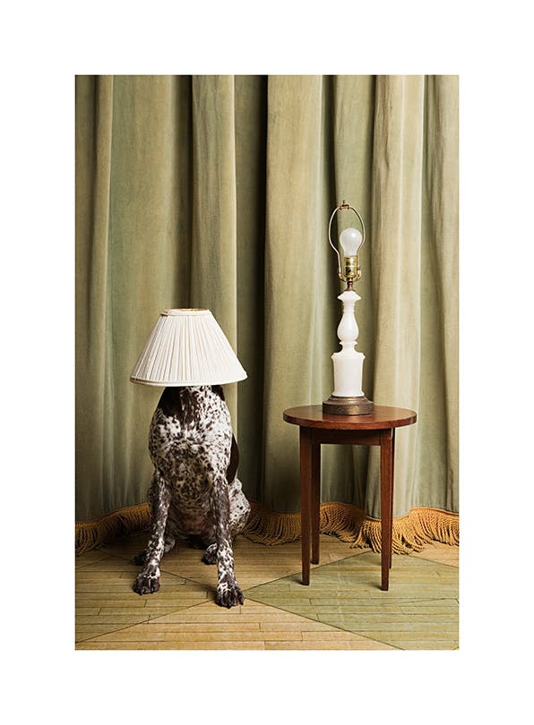 The Dog Lamp Plakat (30x40 cm)