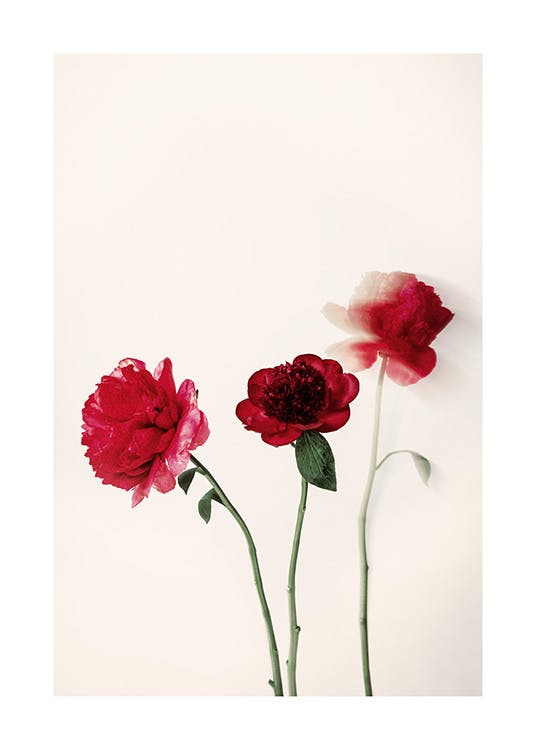 Red Flowers Affiche